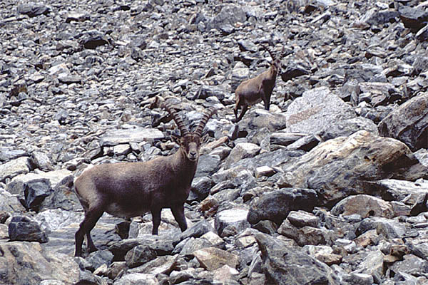 luibiskogl_21