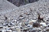 luibiskogl_20