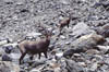 luibiskogl_21